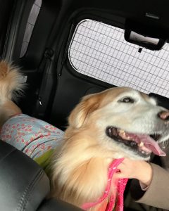 ペットタクシーに乗車中のゴールデンレトリバー