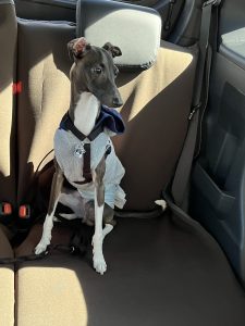 後部座席でくつろぐわんちゃんの様子