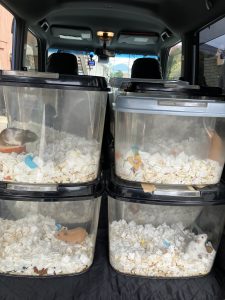 ハムスターの引っ越し ペットタクシーHappy