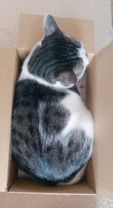 猫 引っ越し 後 出てこない