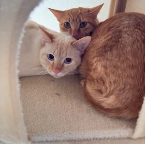 ねこべや店内様子２