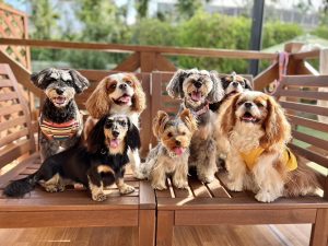 オメガハウス様の施設を背景に撮影されたペットタクシー