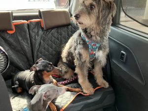 福岡のペットタクシーHappyの車内でくつろぐ大型犬と中型犬の3頭