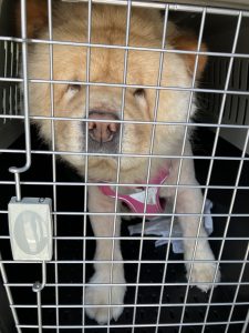 千葉から山口へ引っ越したチャウチャウちゃん