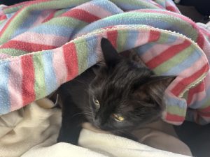 車内で休憩中の猫