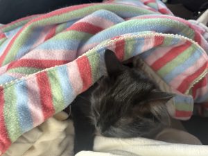 猫 引っ越し 準備