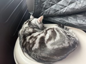 長距離移動中の猫