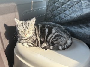 猫と飼い主の同乗移動