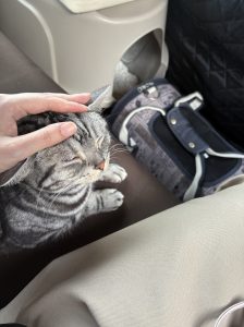 運転席側から見た猫
