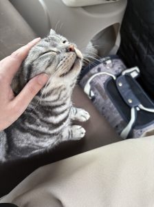 ペットタクシー 猫