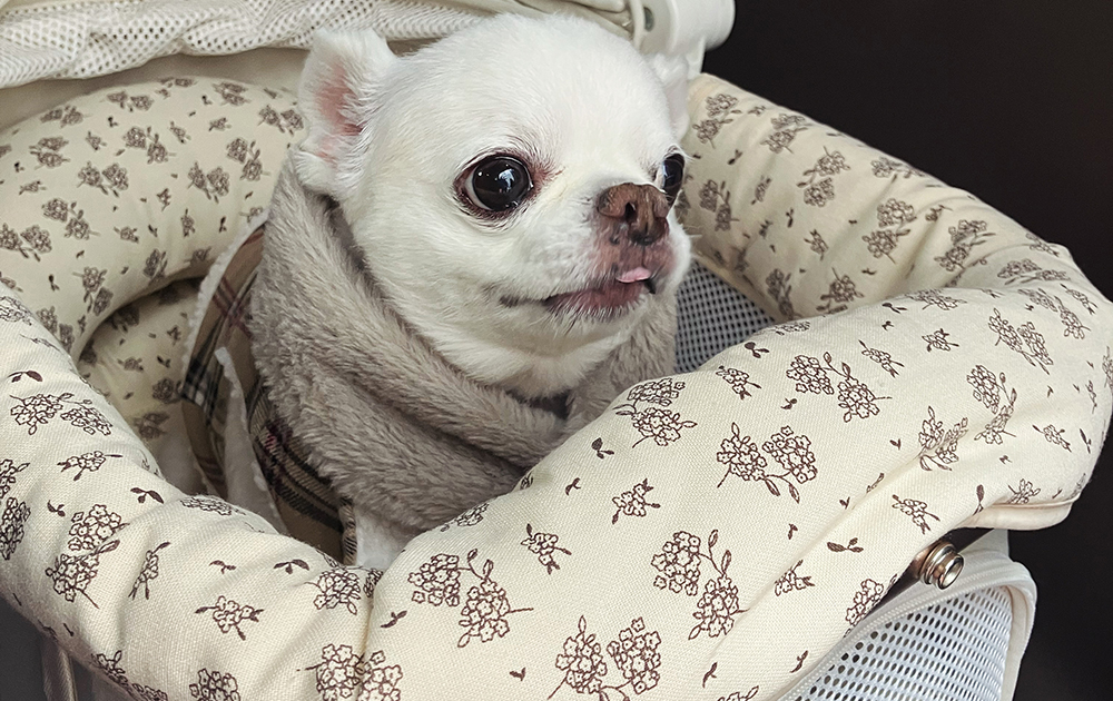 ペットの引っ越し・輸送