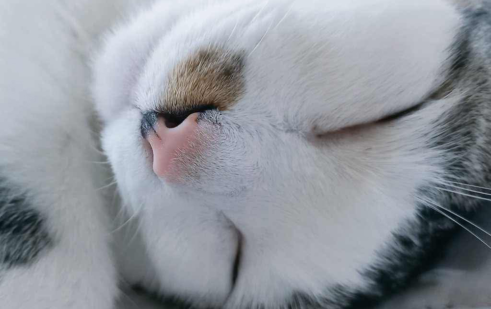 ペットの引っ越し・輸送