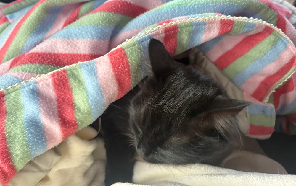 ペットの引っ越し・輸送