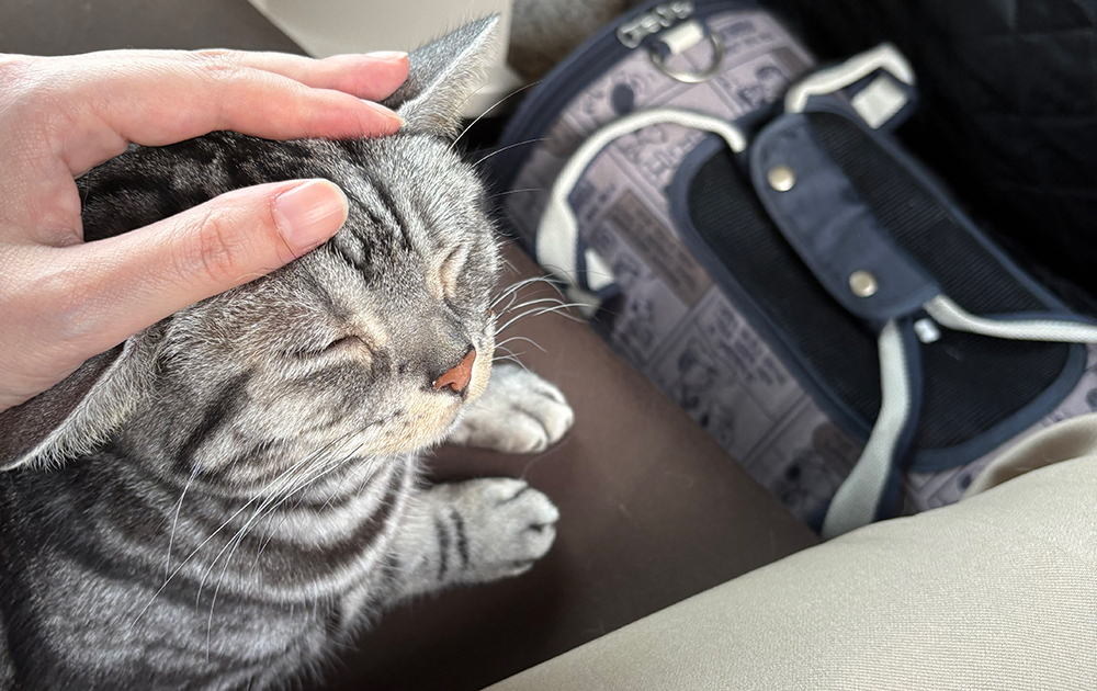 ペットの引っ越し・輸送