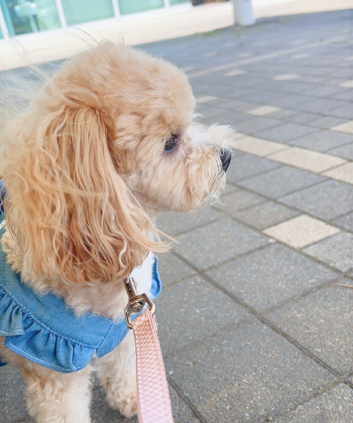 お出かけ中のワンちゃん