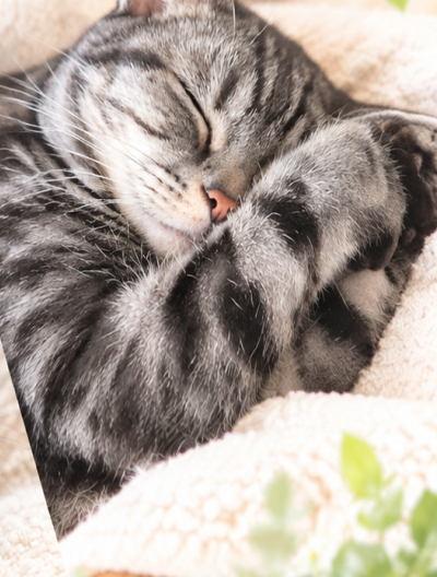 眠る猫