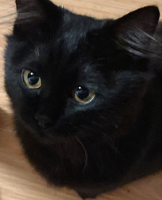 こちらを見る黒猫
